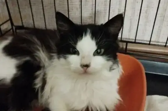 Найдена кошка, Краснодар, фото: Кошка найдена: ул. Героев-Разведчиков, 42