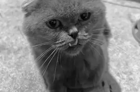 Найдена кошка, Липецкая область, фото: Серая кошка найдена на Горького, 20