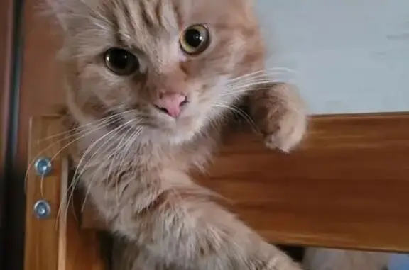 Кошки потеряшки, Тверь, фото: Потеряшка кошка, ул. Артюхиной, 9 к3