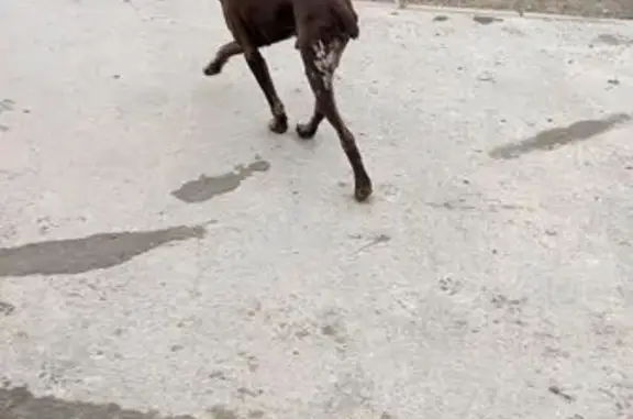 Найдена собака, Евпатория, фото: Собака найдена: Раздольненское шоссе, Евпатория