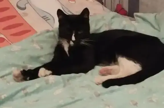 Найдена кошка, Истра, фото: Найдена кошка, ул. Ленина, 6, Истра