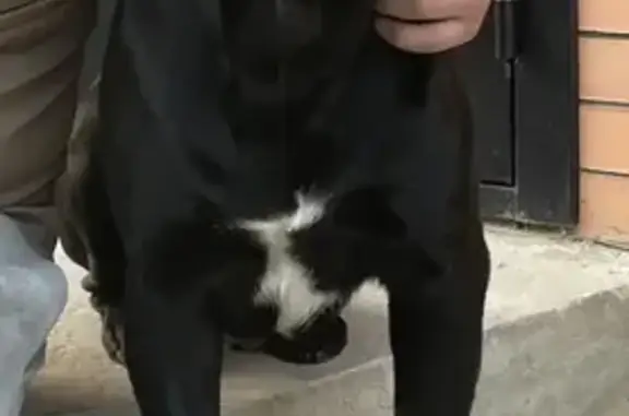 Собаки потеряшки, Полтавская, фото: Потеряшка собака на Строительной улице