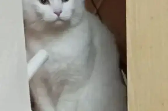 Найдена кошка, Москва, фото: Кошка найдена: Путевой проезд, Москва