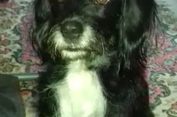 Пропала собака, Советская 21, Серебряные Пруды