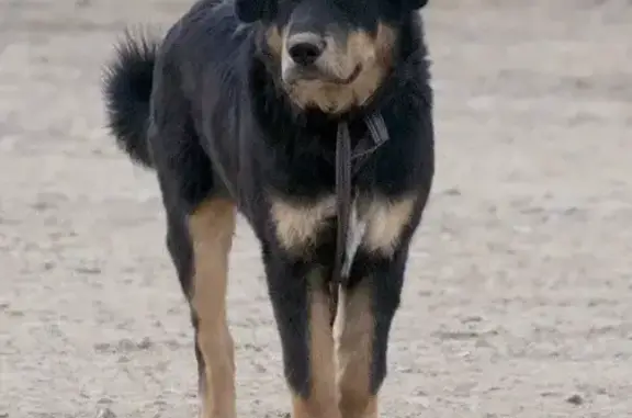 Пропала собака, ул. Авиаторов 9, Кызыл