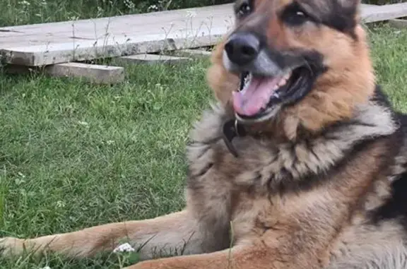 Пропала собака, ул. Тухачевского, НСК