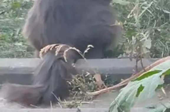 Пропал кот Маркиз, ул. Белана, д. 8, Липецк