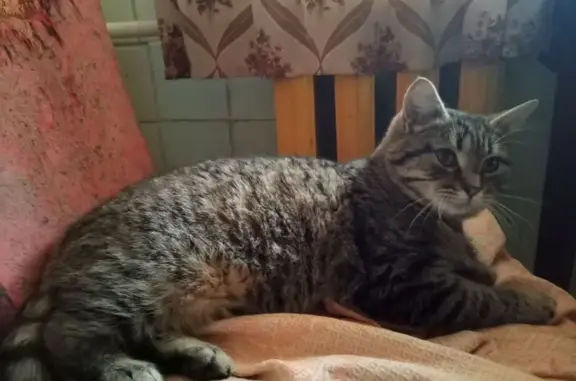 Найдена кошка, Саратов, фото: Кошка найдена: Новоузенская 151, Саратов