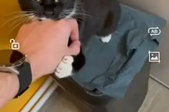 Пропала кошка, Белгородская область