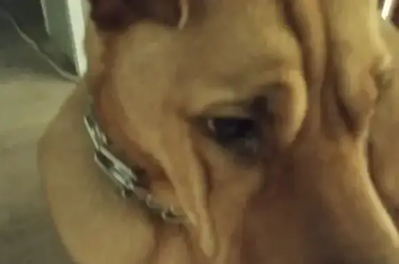 Пропала собака на Индустриальной, Нижнекамск