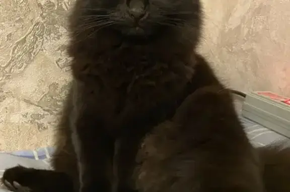 Пропала кошка, Брёхово, Грушевая 4