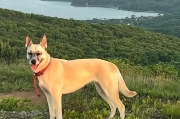 Пропала собака в Голыгино, Новая ул., 5