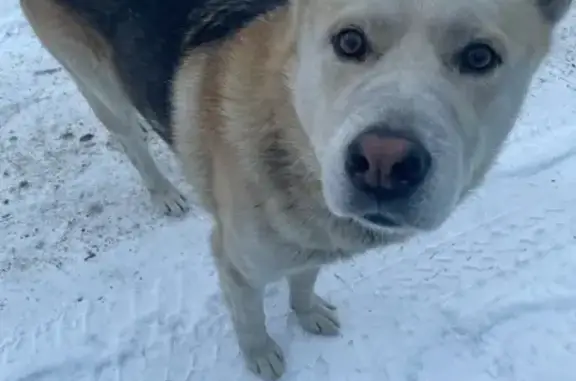 Найдена собака, Челябинск, фото: Найдена собака, Челябинск, Турбинная 37