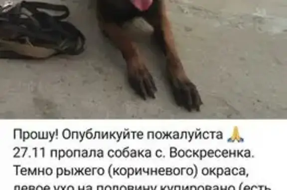 Пропала собака, Самарская ул, 1А