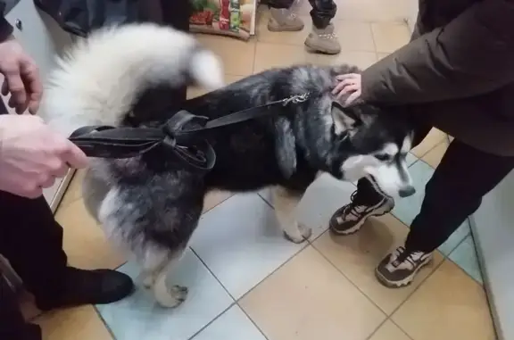 Найдена собака, , фото: Собака найдена на ул. Зубковой, Рязань