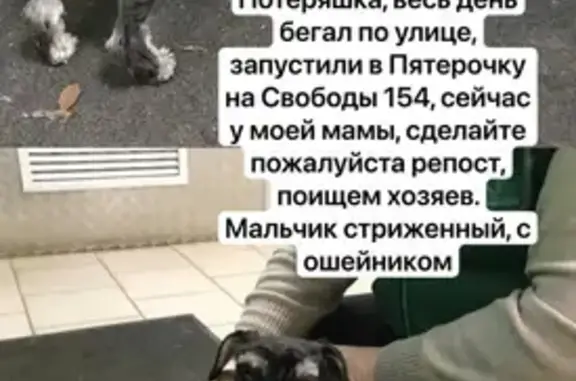 Найдена собака, Самара, фото: Собака найдена: ул. Свободы 154, Самара