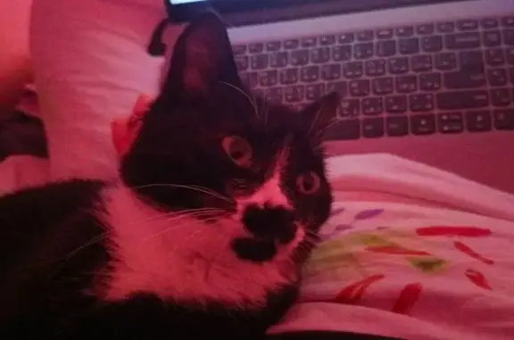 Пропала кошка, ул. Кирова, 53, Людиново