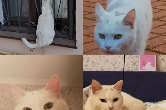 Пропал белый кот с Лахтинской, 19