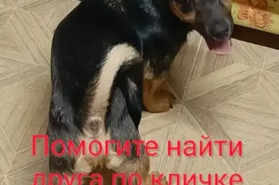 Пропала собака, ул. Красногвардейская