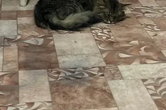 Кошки потеряшки, Нижегородская область, фото: Потеряшка кошка, Дружба, Нижегородская обл.