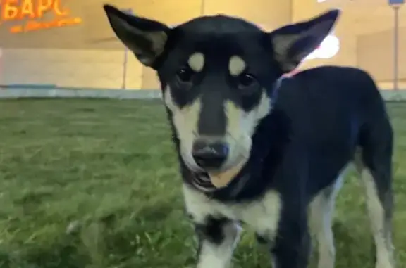 Найдена собака, Рязань, фото: Собака найдена, ул. Маяковского, Рязань