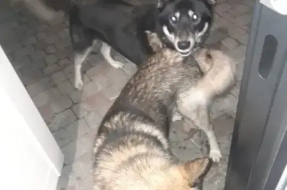 Пропала собака: 27К-265, Южный