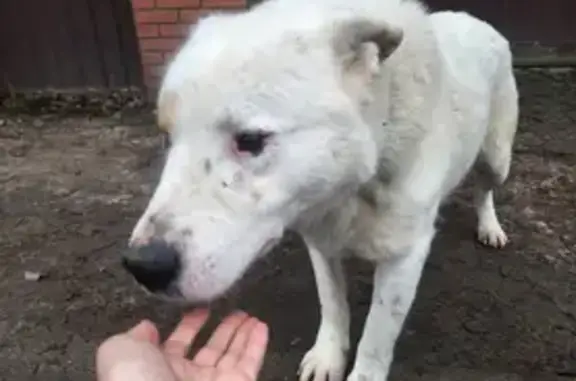 Найдена собака, Московская область, фото: Найдены собаки в Супонево, Звенигород