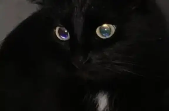 Пропал кот Марсик, Владимирская 1, Петрозаводск