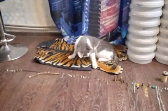 Пропала кошка, переулок Тургенева 19