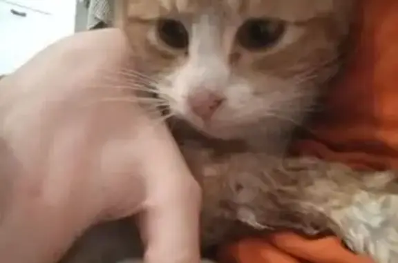 Найдена кошка, Ленинградская область, фото: Кошка найдена в Агалатово, Ленобласть