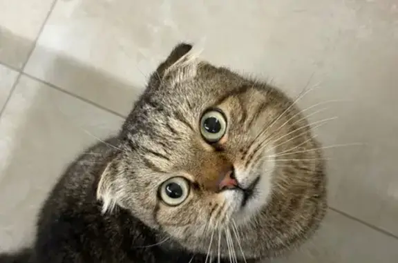 Найдена кошка, Ульяновск, фото: Кот найден у контейнера, Нариманова 91/1