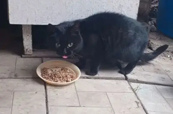 Найденные животные Буй, фото: Черная кошка найдена на Островского, 91А