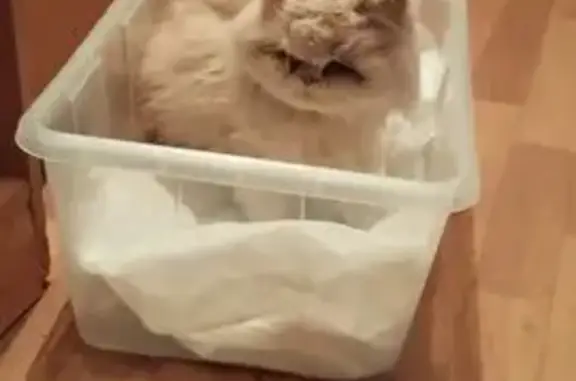 Найдена кошка, Московская область, фото: Найдена кошка, Московская область