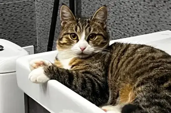 Пропала кошка, МО, коричневая с полосками