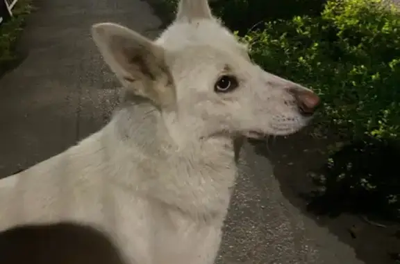 Найдена собака, Ростов-на-Дону, фото: Собака найдена на Ректорской, 32А, Ростов-на-Дону