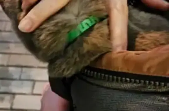 Найдена кошка, Пенза, фото: Найдена кошка, ул. Кирова 47, Пенза