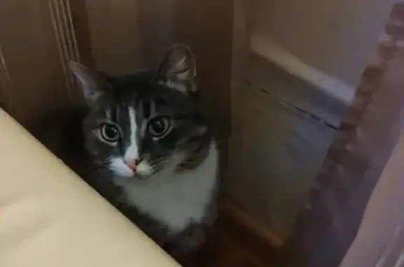 Пропала кошка, ул. Академика Павлова, Мурманск