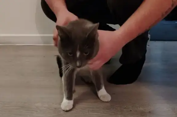 Найденные животные Петрозаводск, фото: Найдена кошка, Первомайский пр., 25А