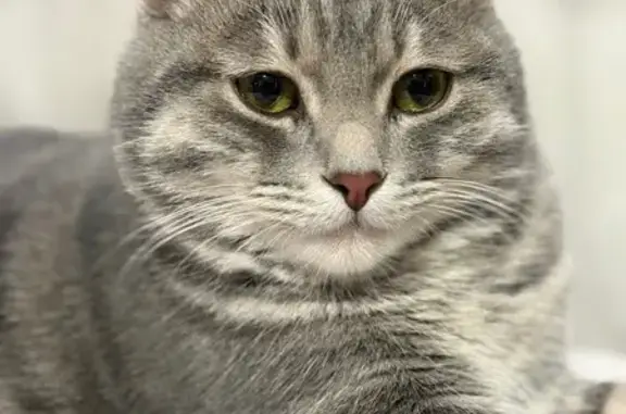 Пропала кошка, Ступино, Воронежская обл.