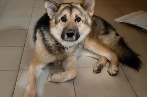 Найдена собака, Калуга, фото: Найдена собака, Тепличная ул., 9, Калуга