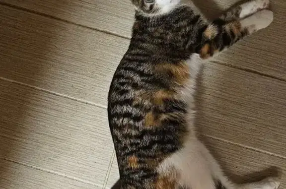 Кошки потеряшки, , фото: Потеряшка кошка, Береговая ул., Ирдоматка