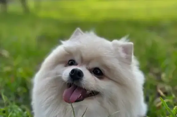 Пропала собака, ул. Есенина 129/7, Краснодар