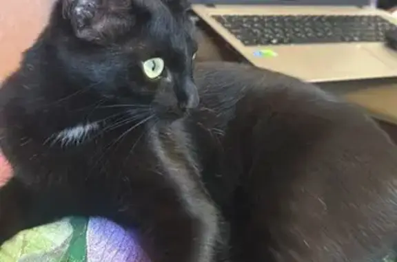 Потерянные животные Москва, фото: Пропала кошка, Краснохолмская наб. 11с1