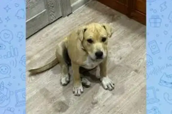 Пропала собака, Тихая ул. 55, Кузнецово