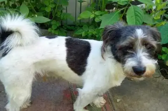 Пропала собака, ул. Короленко, 73, Казань