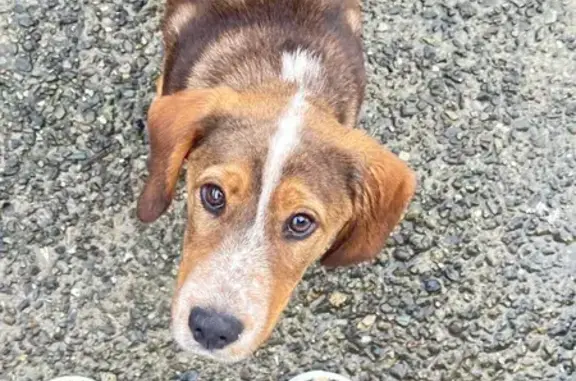 Пропала собака, Восточная ул. 26/6, Сочи