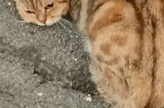 Найдена кошка, Челябинская область, фото: Кошка найдена: Копейск, Челябинская область