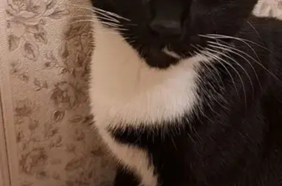 Кошки потеряшки, Санкт-Петербург, фото: Потеряшка кошка, Энгельса 128, СПб