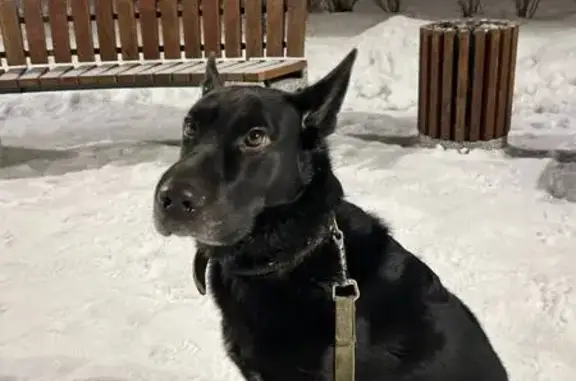 Найдена собака, Ухта, фото: Найдена собака, ул. Дзержинского 30, Ухта