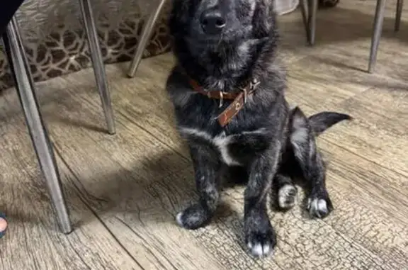 Найдена собака, Ангарск, фото: Найдена собака в 85 квартале, Ангарск